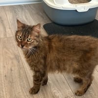Gypsie, chatte à adopter