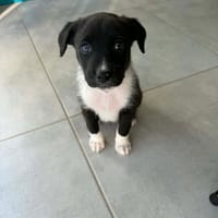 Cooky, chien à adopter
