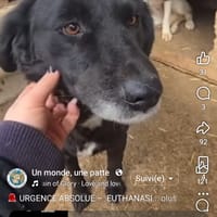 Yana, chienne à adopter