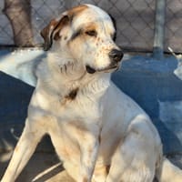 MAYA, chienne à adopter