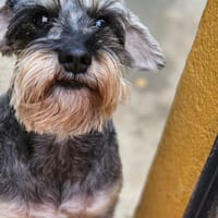 XENA, chienne à adopter