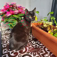 PEPON, chat à adopter