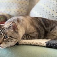 BOUBA, chat à adopter