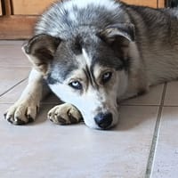 NAYA, chienne à adopter