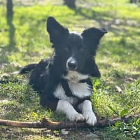 AYKO, chien à adopter