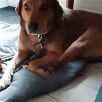 BANDIT, chien à adopter