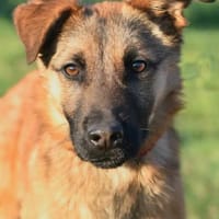 MOLLY, chienne à adopter