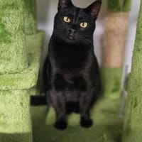Hübsche, verträgliche Katze Daisy, Katze zur Adoption
