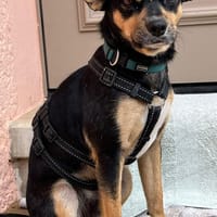 Zauberhafter CUCHI ❤❤❤, Hund zur Adoption