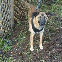 Andrina - wartet in 83052 Bruckmühl, Hündin zur Adoption