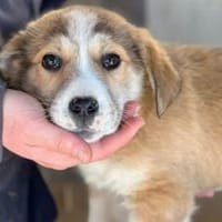 Wer verliebt sich in Chipsy?, Hündin zur Adoption