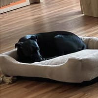 Tommy, Neuanfang gesucht, Hund zur Adoption