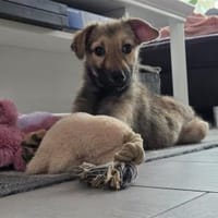 Chicca - wartet in 76287 Rheinstetten, Hündin zur Adoption