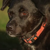 Randy, Hund zur Adoption