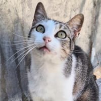 Lebensfrohe Katze Miteka, Katze zur Adoption