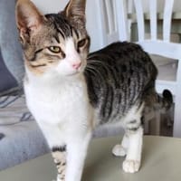 Liebe, soziale Katze Chocolatina, Katze zur Adoption