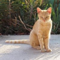 Hübscher Kater America, Kater zur Adoption