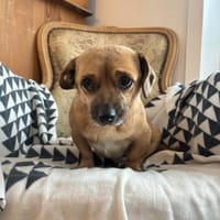 Süßer Handicap Schatz sucht seine Famili, Hund zur Adoption