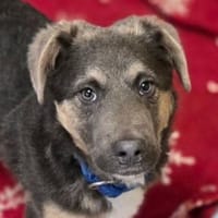 Hundewelpe CHRISS, Hund zur Adoption