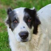 CASSANDRA wartet schon lange, Hündin zur Adoption