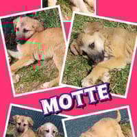 Welpenmäddchen Motte auf PS 91286, Hündin zur Adoption