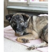 York - wartet in 76228 Karlsruhe, Hund zur Adoption