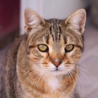 Wunderschöne Katze Petra, Katze zur Adoption
