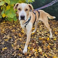 Thanos im Tierheim Sulzbach, Hund zur Adoption