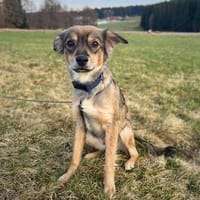 Niabi - ist verschmust, Hündin zur Adoption