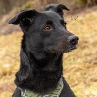 Raja - die Herzensbrecherin 💕, Hündin zur Adoption