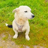 Panda eine liebevolle Hündin, Hündin zur Adoption