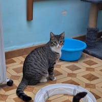 Freundlicher, schüchterner Kater Bowie, Kater zur Adoption