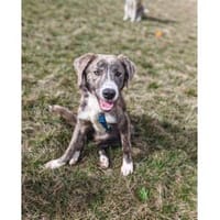 Moritz - wartet in 99310 Arnstadt, Hund zur Adoption