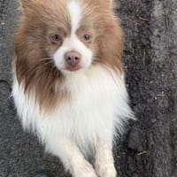 Mufasa freut sich auf einen Hundekumpel, Hund zur Adoption