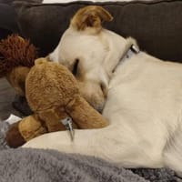 Sala nun Nala sucht neues Zuhause, Hündin zur Adoption