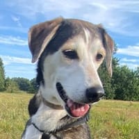Portia geb. ca. 06/2017, 21220 Seevetal, Hündin zur Adoption