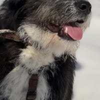 Familienhündin Alice, Hündin zur Adoption