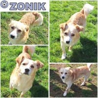 ZONIK -verschmuster Familienhund-, Hund zur Adoption
