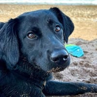 Monique sucht einen Neuanfang, Hündin zur Adoption