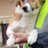 Nelly - sucht verständnisvolle Menschen, Hündin zur Adoption