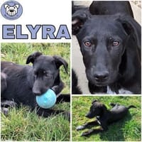 ELYRA -rundum tolles Hundekind-, Hündin zur Adoption