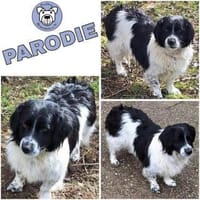 PARODIE -verschmuste Familienhündin-, Hündin zur Adoption