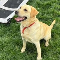 Yue sucht eine aktive Familie, Hündin zur Adoption