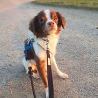 Tala - ist schüchtern, Hündin zur Adoption