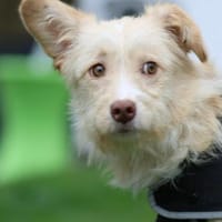 Darf ich vorstellen Prinzessin Emina, Hündin zur Adoption