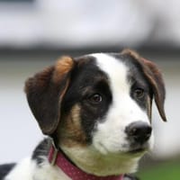 L'ours sucht sein Glück ..., Hund zur Adoption