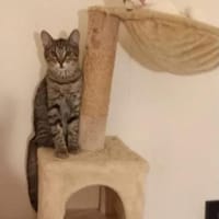 Banshee BanBan & Muffin suchen Familie, Kater zur Adoption