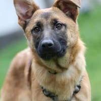 Endrina unsere Schönheit..., Hündin zur Adoption