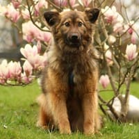 Gismo sucht seine Menschen..., Hund zur Adoption