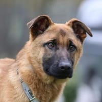 Pumuckel möchte sein Herz verschenken..., Hund zur Adoption